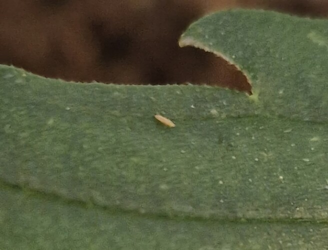 Screenshot_20240715_205531_Gallery