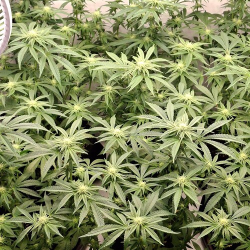 474260511_122164880888293599_2621879595563051207_n