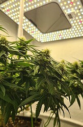 Growreport Bild 72