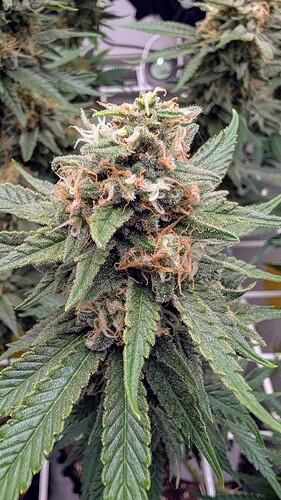 Growreport Bild 31