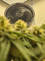Growreport Bild 115