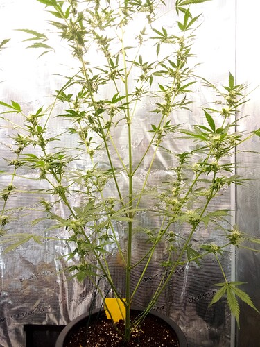 Growreport Bild 6
