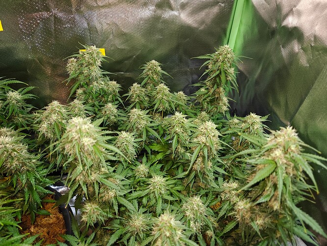 Growreport Bild 12