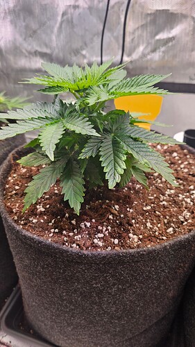 Growreport Bild 13