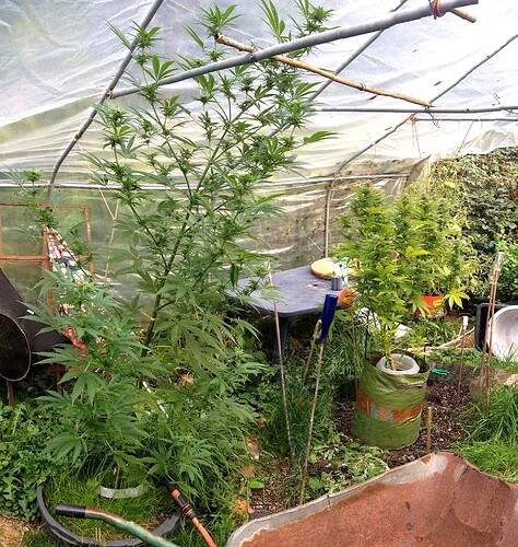 Growreport Bild 5