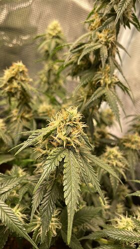 Growreport Bild 6