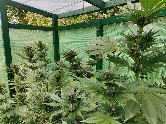 Lucky Hemp LT53 (2)