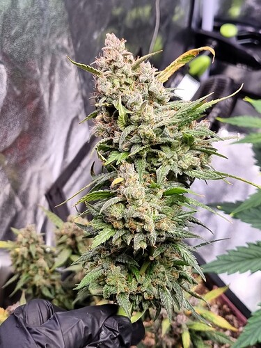 Growreport Bild 38