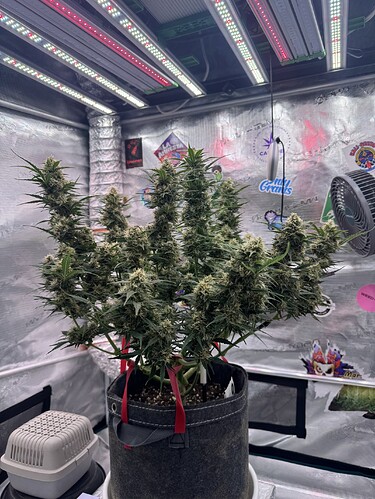 Growreport Bild 25