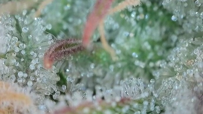 Growreport Bild 15