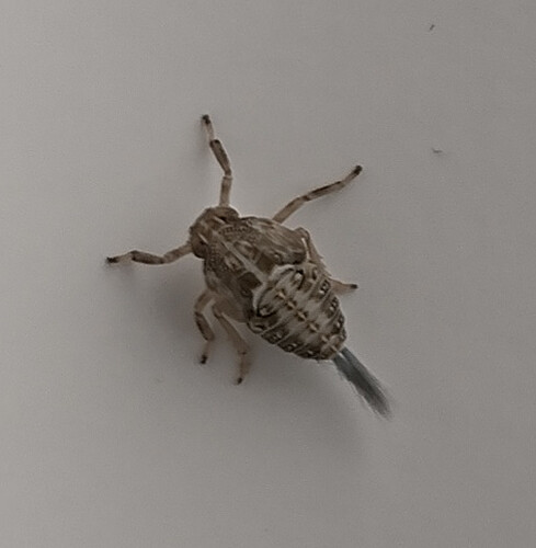 IMG_20251225_192044968_HDR