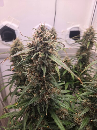 Growreport Bild 7