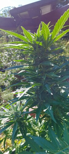 Growreport Bild 4