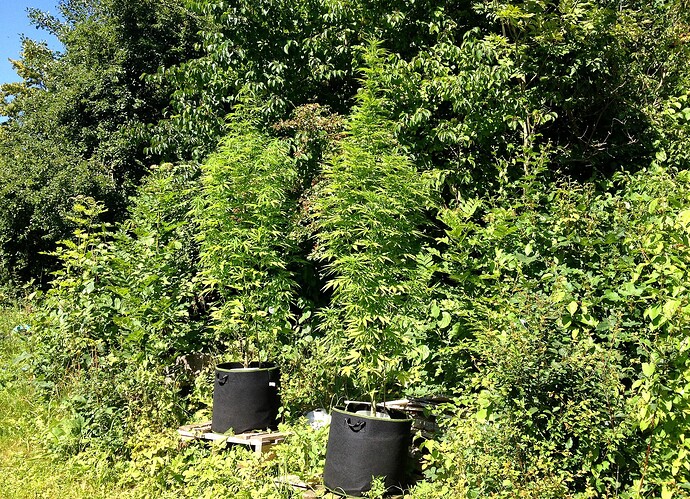 Growreport Bild 26