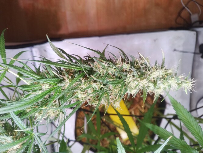 Growreport Bild 3