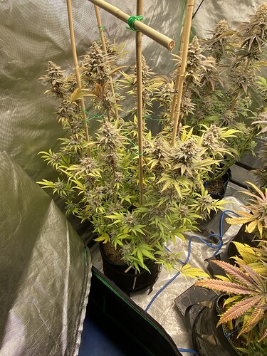 Growreport Bild 30
