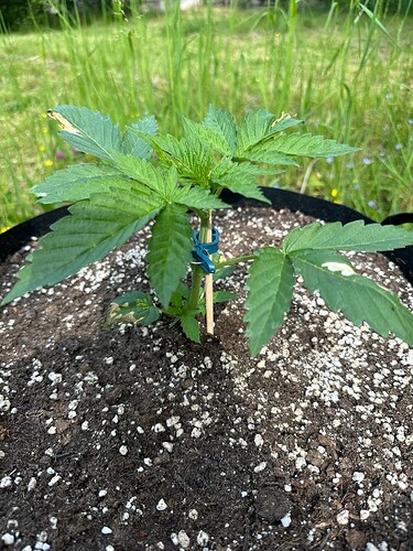 Growreport Bild 13
