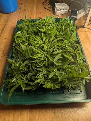 26 - Cuttings 2rd