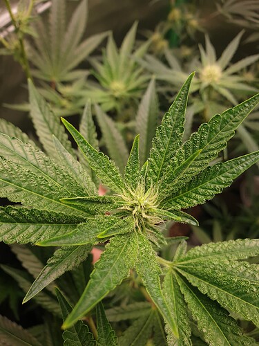 Growreport Bild 6