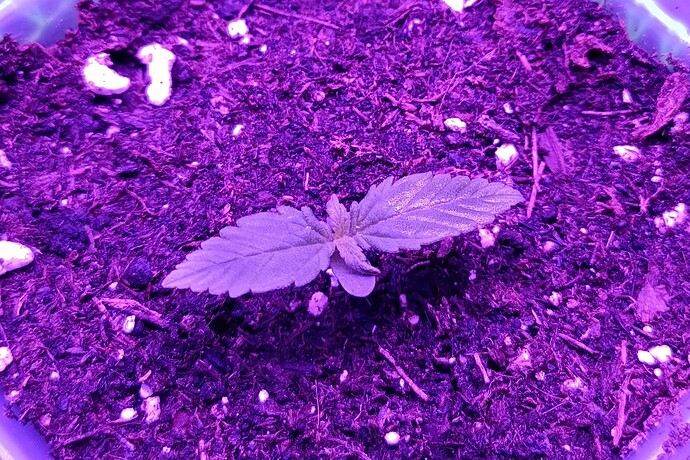 Growreport Bild 26
