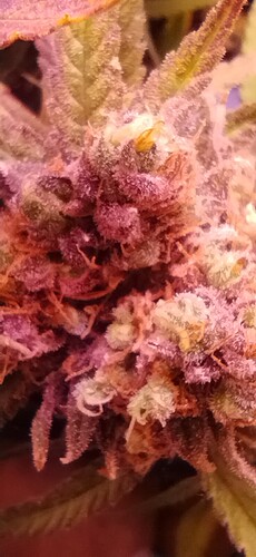Growreport Bild 2