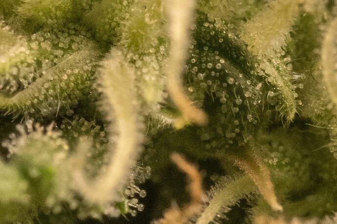 Growreport Bild 3