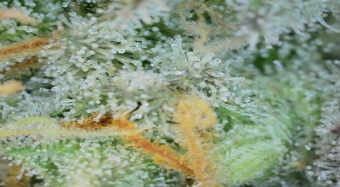 Growreport Bild 18
