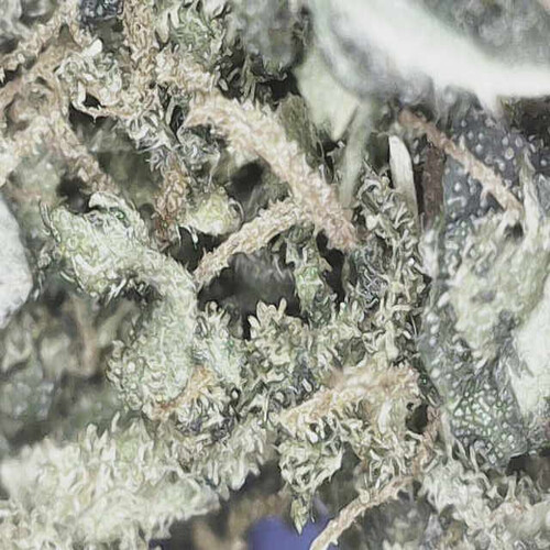 Growreport Bild 83