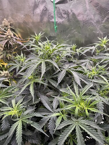 Growreport Bild 1