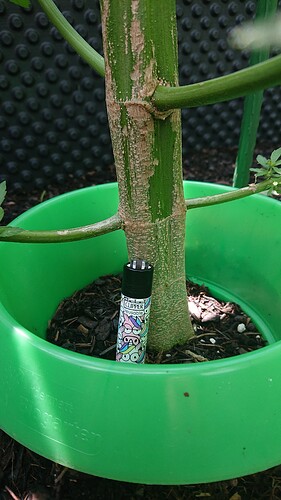 Growreport Bild 83