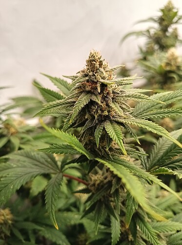 Growreport Bild 32