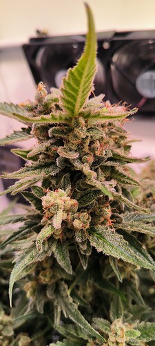 Growreport Bild 7