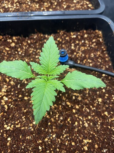Growreport Bild 18