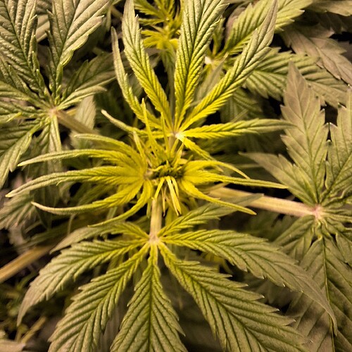 Nahaufnahme der oberen Blätter einer Cannabispflanze im Wuchsstadium, die leicht gelblich gefärbt sind.