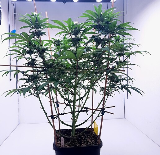 Growreport Bild 2