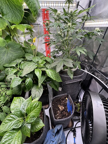Growreport Bild 5