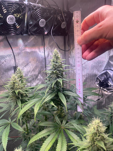 Growreport Bild 17