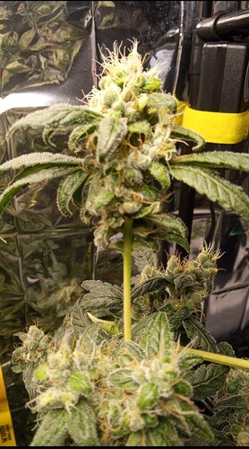 Growreport Bild 7
