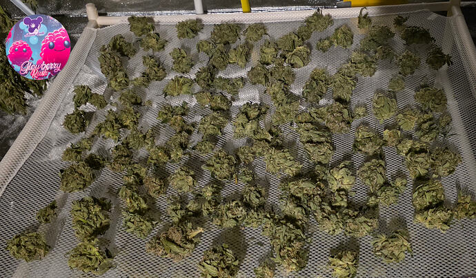 Growreport Bild 61