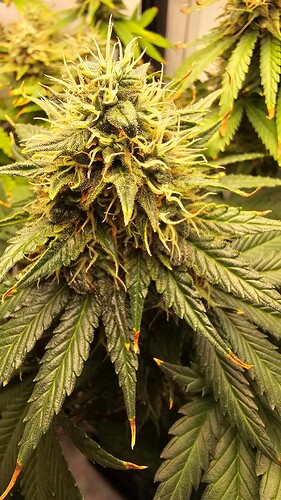 Growreport Bild 3