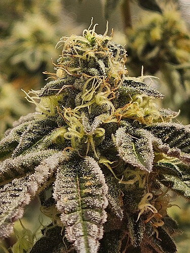 Growreport Bild 11