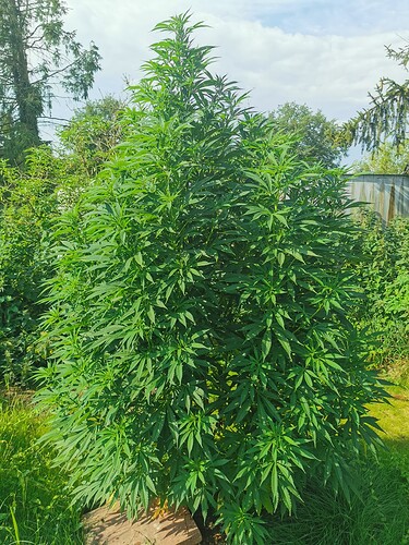 Growreport Bild 2