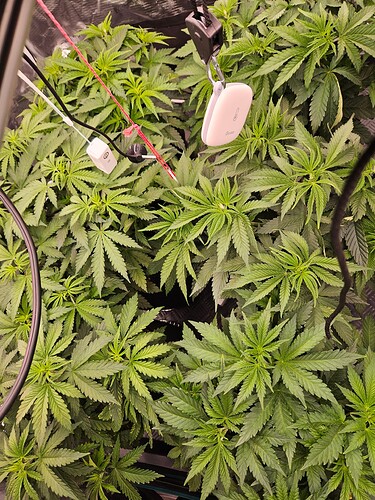 Growreport Bild 1