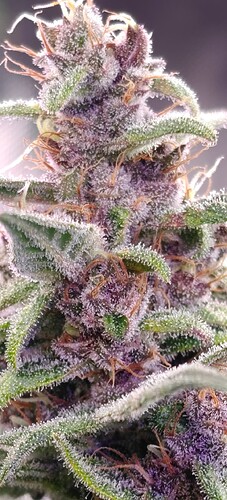 Growreport Bild 2