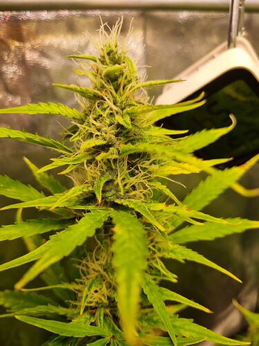 Growreport Bild 15
