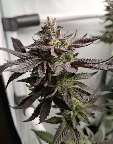 480804890_122169926222293599_6628678262163632414_n