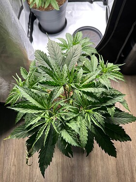 Growreport Bild 35