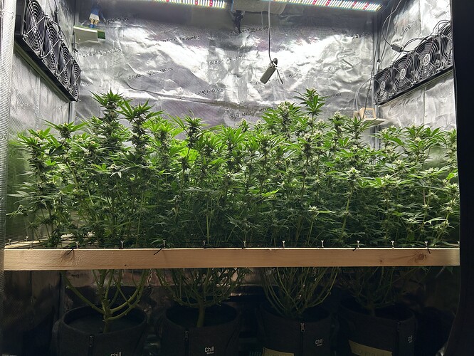Mehrere Cannabispflanzen in voller Blüte in einem Zelt, die von oben beleuchtet werden.