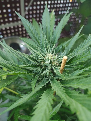 Growreport Bild 4