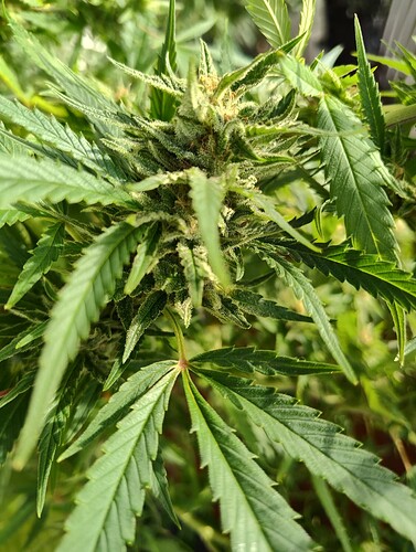 Screenshot_20251021-153502.Files by Google